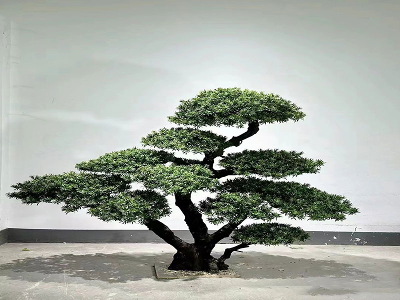 玻璃鋼仿真羅漢松樹(shù)